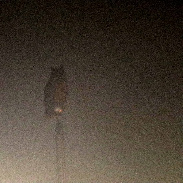 <font class="tempImageTitleThumbText">Owl Watching Us During Lunar Eclipse</font><br>Allan Morton<br>Mar 6 6:16am<br>Jefferson County, Idaho