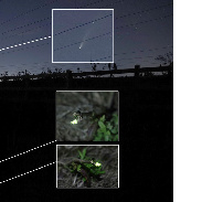 <font class="tempImageTitleThumbText">Comet Neowise And Glowworm</font><br>andy hoddle<br>Jul 15 10:15am<br>East Midlands Railway, Ircheste