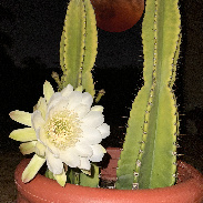 <font class="tempImageTitleThumbText">Cactus Flower Outshined Lunar Eclipse!!</font><br>Bill Williams<br>Aug 28 3:43pm<br>Jupiter, Florida