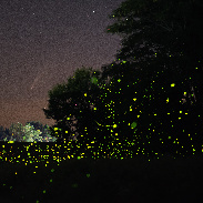 <font class="tempImageTitleThumbText">Comet NEOWISE</font><br>Brad Hoehne<br>Jul 17 5:06am<br>Delaware, Ohio