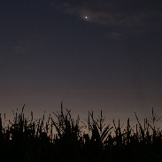 <font class="tempImageTitleThumbText">Venus, Regulus, Mercury And Corn</font><br>Dave Lengyel<br>Sep 11 1:54pm<br>Brighton Twp, OH