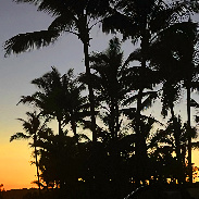 <font class="tempImageTitleThumbText">Crescent Moon Topping Christmas Palm Tree</font><br>Dave Olson<br>Dec 24 12:18am<br>Lower Puna, Big Island Hawaii