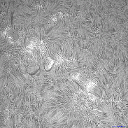 <font class="tempImageTitleThumbText">AR4475</font><br>David Wilson<br>Jun 23 7:13pm<br>Inverness, Scotland