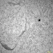 <font class="tempImageTitleThumbText">AR4528 Filament</font><br>David Wilson<br>Sep 14 12:39pm<br>Inverness, Scotland