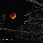 <font class="tempImageTitleThumbText">Lunar Eclipse And Pine Snake</font><br>Dr. Gilbert Plumer<br>May 16 5:59am<br>Rockledge, Florida, USA