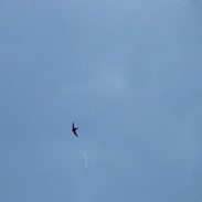 <font class="tempImageTitleThumbText">Moon - Venus Conjunction.</font><br>Филипп Романов (Filipp Romanov)<br>Jun 16 12:39pm<br>Moscow Oblast, Russia.