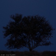 <font class="tempImageTitleThumbText">Lunar Eclipse</font><br>Ehsan Rostamizadeh<br>Sep 28 6:28pm<br>Kerman, Iran