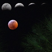 <font class="tempImageTitleThumbText">Lunar Eclipse</font><br>Frank Lach<br>Jan 21 7:58am<br>Visiting Orlando, Florida