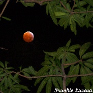 <font class="tempImageTitleThumbText">Lunar Eclipse Framed With Mango Leaves</font><br>Frankie Lucena<br>Jan 21 7:17am<br>Cabo Rojo,Puerto Rico