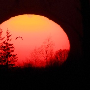 <font class="tempImageTitleThumbText">Stork And The Sunset</font><br>Jacek Drążkowski<br>Apr 4 7:16pm<br>Lidzbark Warmiński, Poland