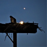 <font class="tempImageTitleThumbText">Venus Jupiter Osprey</font><br>John Ashley<br>Jul 1 2:56pm<br>Bigfork, Montana