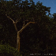 <font class="tempImageTitleThumbText">Jupiter & Venus Conjunction</font><br>John Chumack<br>Jun 30 1:41pm<br>Sanibel Island