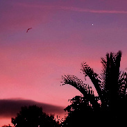 <font class="tempImageTitleThumbText">Crescent Moon - Venus Conjunction</font><br>Karzaman Ahmad<br>Jul 26 6:49am<br>Langkawi Island, Malaysia