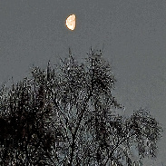 <font class="tempImageTitleThumbText">Waining Moon </font><br>Kevan Hubbard<br>Dec 10 3:45pm<br>Winchburgh, Scotland.
