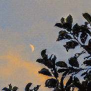 <font class="tempImageTitleThumbText">Crescent 🌙 Moon.</font><br>Kevan Hubbard<br>Jul 19 6:50pm<br>Teesmouth Nature Reserve,Co Dur