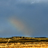 <font class="tempImageTitleThumbText">Rainbow 🌈.</font><br>Kevan Hubbard<br>Oct 9 4:09pm<br>Teesmouth Nature Reserve,Co Dur