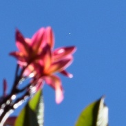 <font class="tempImageTitleThumbText">Daytime Venus And The Jasmine</font><br>Leo Caldas<br>May 6 7:51pm<br>Brasilia Brazil