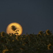 <font class="tempImageTitleThumbText">Moon And Sunflower</font><br>Marek Nikodem<br>Jul 29 5:45am<br>near Szubin, Poland