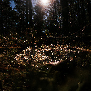 <font class="tempImageTitleThumbText">Moonlight And Waterdrops</font><br>P-M Hedén<br>Sep 27 9:24am<br>Vallentuna Sweden