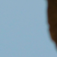 <font class="tempImageTitleThumbText">Venus In Daylight Above The Colosseum</font><br>Paolo Palma<br>Aug 15 7:38am<br>Roma - Italy