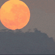 <font class="tempImageTitleThumbText">Full Harvest Moon Setting</font><br>Peter Lowenstein<br>Sep 28 7:10pm<br>Mutare, Zimbabwe