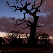 <font class="tempImageTitleThumbText">West Venus</font><br>Piotr Wieczorek<br>Mar 14 10:14pm<br>Rogalin, Poland