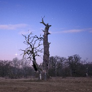 <font class="tempImageTitleThumbText">West Venus</font><br>Piotr Wieczorek<br>Mar 15 7:06pm<br>Rogalin, Poland
