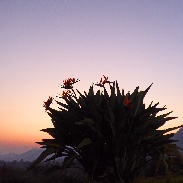 <font class="tempImageTitleThumbText">Venus And Strelitzia</font><br>peter.lowenstein<br>Aug 11 10:44pm<br>Mutare, Zimbabwe