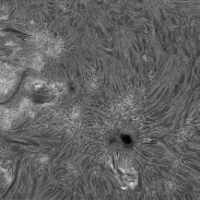 <font class="tempImageTitleThumbText">Sun In H-alpha</font><br>Richard Schrantz<br>May 29 4:25am<br>Nicholasville, Kentucky, USA