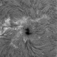 <font class="tempImageTitleThumbText">Sun In H-alpha</font><br>Richard Schrantz<br>Jun 30 12:24am<br>Nicholasville, Kentucky, USA