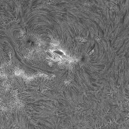<font class="tempImageTitleThumbText">Sun In H-alpha (8/25/2026)</font><br>Richard Schrantz<br>Aug 26 2:32am<br>Nicholasville, Kentucky, USA
