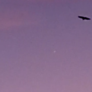 <font class="tempImageTitleThumbText">Mexican Condor Between Moon & Venus</font><br>Romeo Esparrago<br>Feb 23 4:10am<br>Georgetown, TX  USA