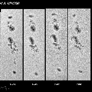 <font class="tempImageTitleThumbText">Sunspots AR4294 And AR4296</font><br>Shahrin Ahmad<br>Dec 8 4:07am<br>Kuala Lumpur, Malaysia