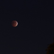 <font class="tempImageTitleThumbText">Lunar Eclipse</font><br>Shakeel Anwar<br>Oct 8 1:31pm<br>Mississauga, Ontario, Canada