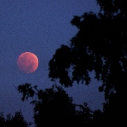 <font class="tempImageTitleThumbText">Lunar Eclipse 10/8/2014</font><br>Ted Stryk<br>Oct 8 11:25pm<br>Knoxville, TN