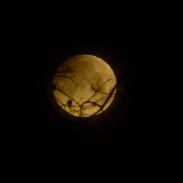 <font class="tempImageTitleThumbText">Lunar Eclipse</font><br>Terry Quataert<br>Jan 31 3:52pm<br>Rochester, NY