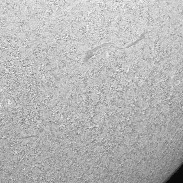 <font class="tempImageTitleThumbText">Sun In Ha</font><br>Thomas Jorgenson<br>Sep 16 7:19pm<br>Neenah, WI