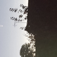 <font class="tempImageTitleThumbText">Comet NEOWISE </font><br>Tim Smith<br>Jul 12 9:43am<br>East Grinstead, West Sussex, UK