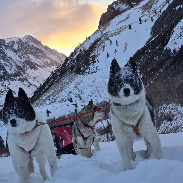 <font class="tempImageTitleThumbText">Sled Dogs</font><br>Tony Phillips<br>Sep 6 6:28pm<br>North Lake, CA
