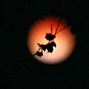 <font class="tempImageTitleThumbText">Lunar Eclipse 2022</font><br>Tony Wilder<br>May 16 3:21pm<br>LaCrosse, WI