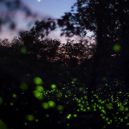 <font class="tempImageTitleThumbText">A Magical Summer Night</font><br>Ujvárosi Beáta<br>Jun 18 6:32pm<br>Vácrátót, Hungary