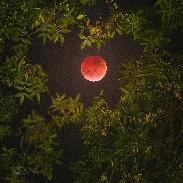 <font class="tempImageTitleThumbText">Lunar Eclipse Throuh The Tree Crown</font><br>Yuri Beletsky<br>Jan 21 12:00pm<br>Santiago, Chile